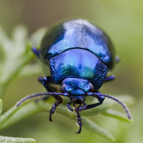 Ipernity Blue Metallic Bug By Siebbi