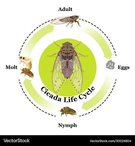Cicada Life Cycle Stages