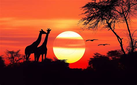 African Sunset Hd Wallpapers For Mobile Phones And Pc