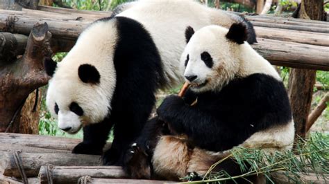 Protect your computer, tablet and smartphone against all types of viruses, malware and ransomware. Pandas Are More Likely To Mate When They're 'In Love ...