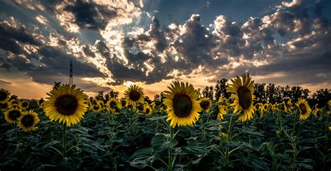 Wallpaper Sunflower Field Flower Sunset Hd Widescreen