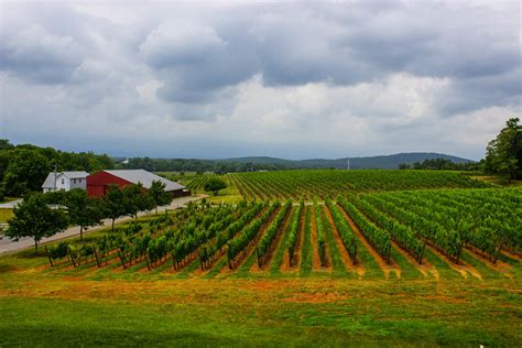 10 Barboursville Vineyards Vineyards Vwjs Visit To Barbou Flickr