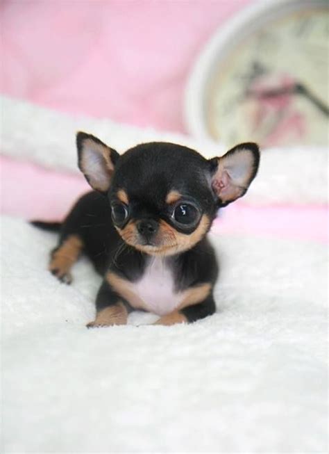 Pin By Sodré On Cãesdog Teacup Chihuahua Puppies Chihuahua Breeds