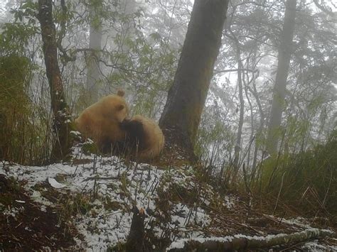 Rare Albino Giant Panda Spotted Again At Chinas Wolong Nature Reserve