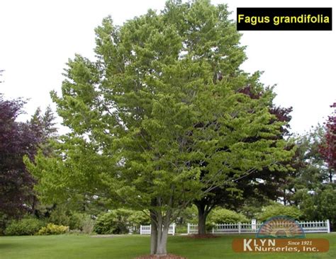 Fagus Grandifolia American Beech