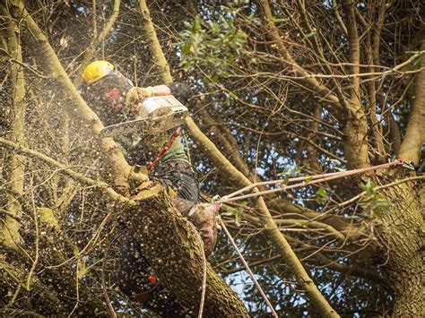 Tree Surgery And Tree Services In Barnstaple And North Devon — Evergreen Services Landscaping