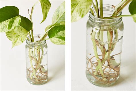 Two Pictures Of Plants In Glass Jars With Water And Dirt On The Bottom