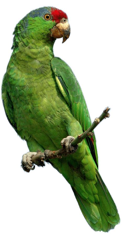 Parrot Clipart Realistic Parrot Realistic Transparent Free For