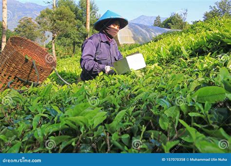 A Female Worker Is Picking Tea With Scoop Scissor Editorial Stock Photo