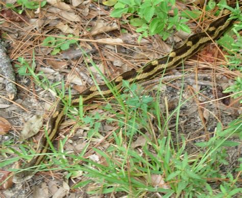 Snake~ Rat Snake Southern Mississippi Usa Is This A Corn Flickr