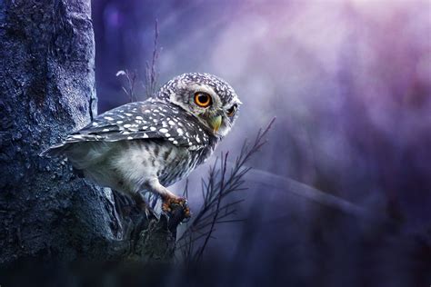 28 Owls Background Wallpapersafari