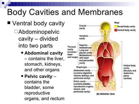 Intro To Anatomy Powerpoint