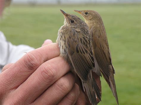 Kleine Sprinkhaanzanger Locustella Lanceolata Waarnemingnl