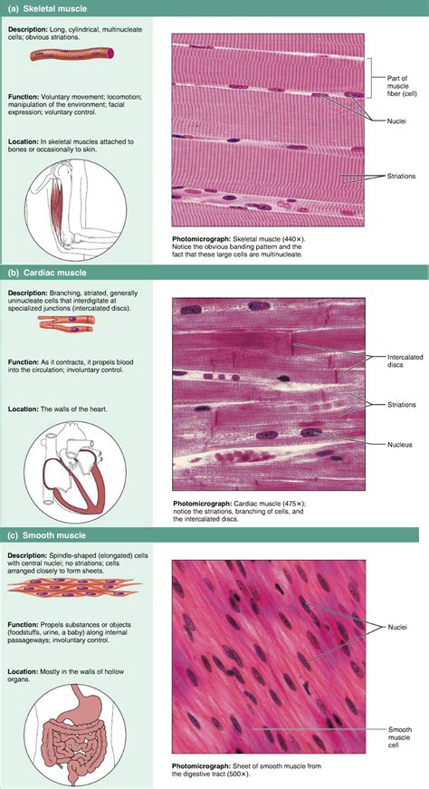 Types Of Muscle Tissue Worksheet