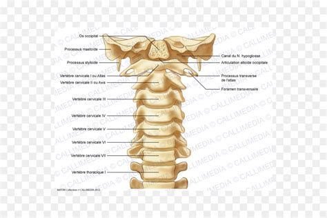 Vértebras Cervicales La Columna Vertebral Atlas Imagen Png Imagen