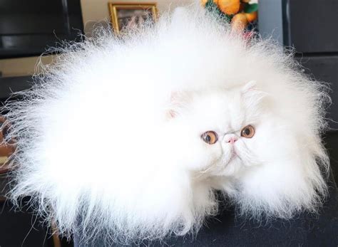 You Cant Handle The Floof 12 Of The Fluffiest Puffiest Cats On The