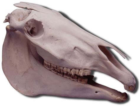 Natural Bone Horse Skull Alberts Equine Dental Supply Inc