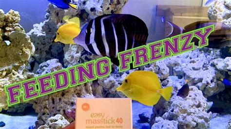 Feeding Frenzy Hulk Reef Easy Reefs Easy Mas Stick Fish Food Youtube