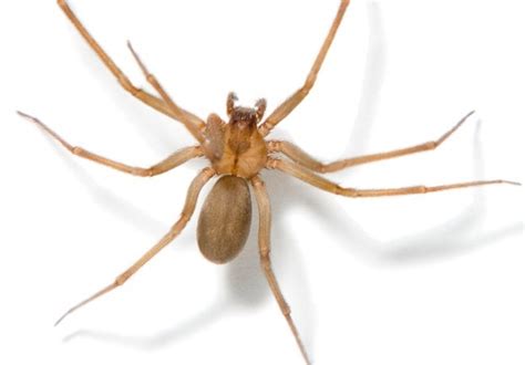 Spiders Most Commonly Found Around Homes In Dallas Fort Worth Area