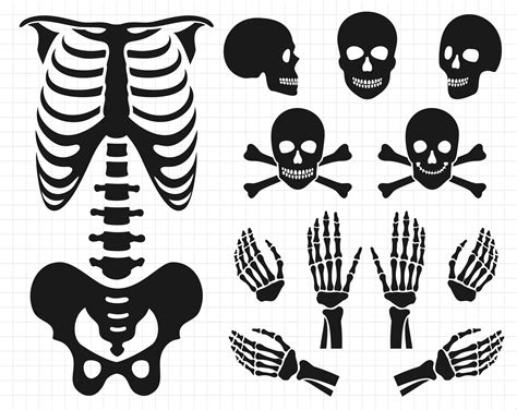 Human Skeleton Svg File Skeleton Hand Svg Files Bone Skeleton Svg The Best Porn Website