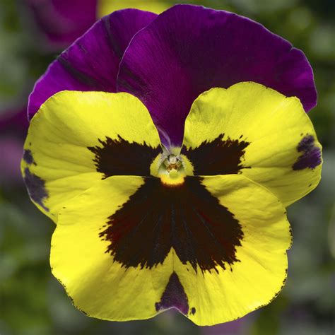 Delta Yellow With Purple Wing Pansy Viola Wittrockiana Proven Winners