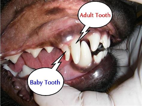 When They Lose Their Baby Teeth Dog Teeth Dog Having Puppies Puppy