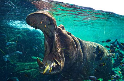 Reportajes Y Fotografías De Hipopótamo En National Geographic