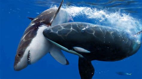 Terrifying Facts About Dolphins Youll Wish You Rather Didnt Know