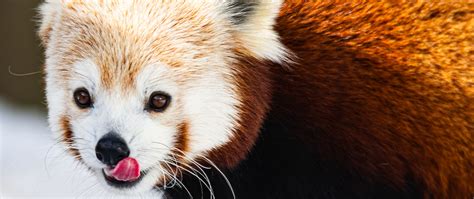 Download Wallpaper 2560x1080 Red Panda Protruding Tongue Animal Snow