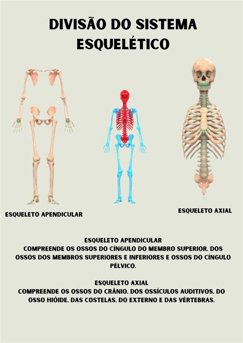 Divisão Do Sistema Esquelético Anatomia I