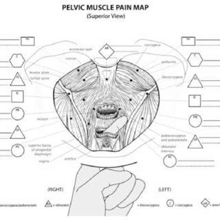 The veins of the upper portion of the back drain into the posterior intercostal veins, while lumbar veins from the lower portion of the back drain into the inferior vena cava. -Schematic picture of the female pelvis in upright position after... | Download Scientific Diagram