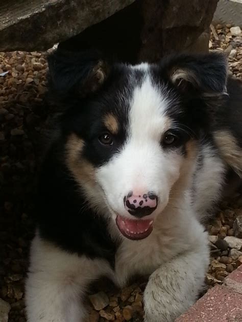 It is currently believed that old. Beautiful Tri Colored Collie | Tadcaster, North Yorkshire | Pets4Homes