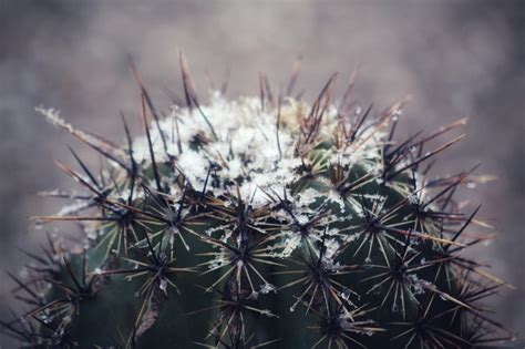 Wallpaper Winter Desert Snow Cactus 5184x3456 Micah 1673083