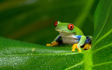 Download Tree Frog Animal Red Eyed Tree Frog Hd Wallpaper