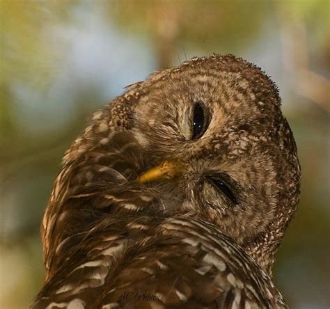 Owl pictures cute animals snowy owl bird watching animals owl bird pretty birds animals wild. 60 Cute Owl Pictures - Some Interesting Pictures For You To Enjoy - Tail and Fur