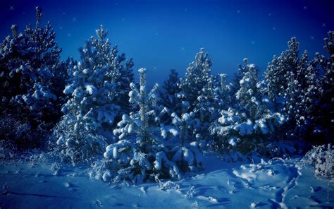 Snow Covered Pine Trees