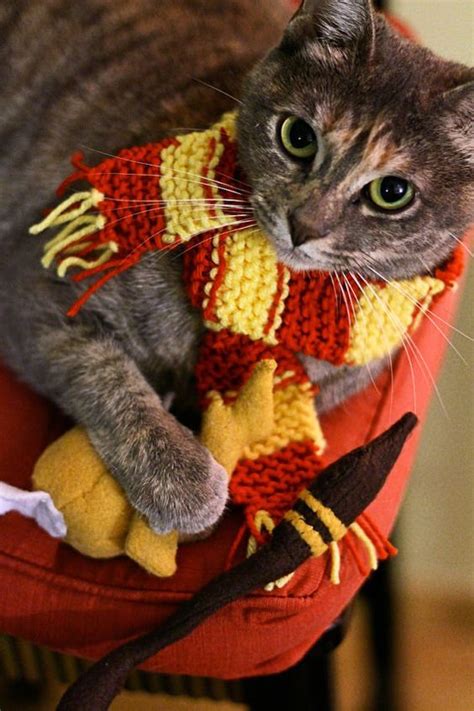 Is It Okay To Dress My Cat Up For Halloween Cattime Harry Potter
