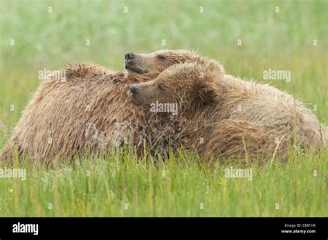 Brown Bear Mom And Yearlings Hi Res Stock Photography And Images Alamy