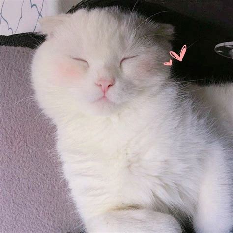 Kawaii Cute Asian Cat Edit Pink Heart Pink Filter Nom Face Pretty