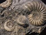 Photos of Fossils Are Usually Found In