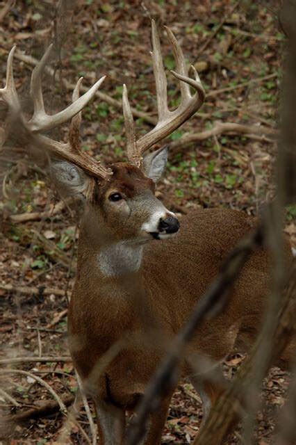 Odnr Deer Hunting Archery Season To Start The Clermont Sun