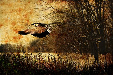 The Green Heron Digital Art By Amanda Struz Fine Art America