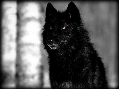 Cool Black Wolf Wallpapers On Wallpaperdog