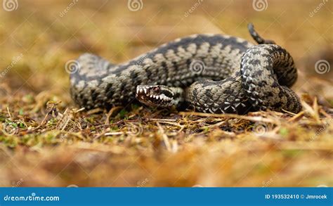 Poisonous Common Viper Lying On The Ground In Autumn Stock Photo