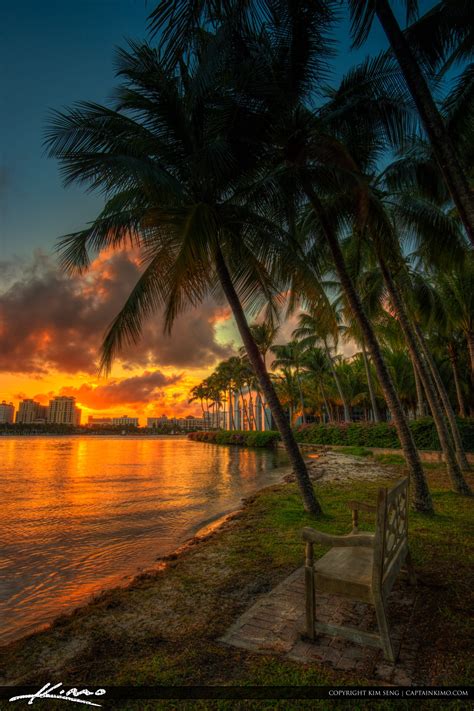 Coconut Palm Tree Sunset Palm Beach Island