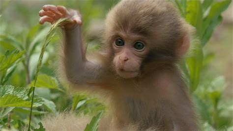 Cute Monkeys Part 2 Funny Baby Monkeys Will Make You Shock