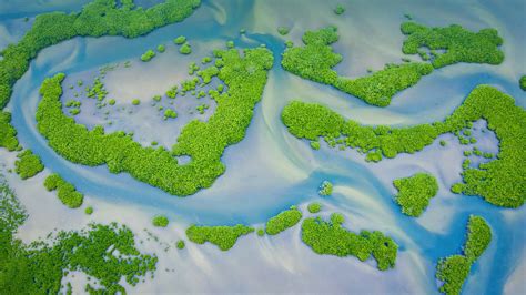 Bing Hd Wallpaper Jul 26 2022 Mangrove Conservation Day Bing