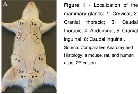 Table 1 From Spontaneous Mammary Tumors In Domestic Rats Rattus