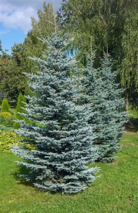 Fat Albert Colorado Blue Spruce For Sale Buying And Growing Guide