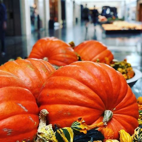 Fall Has Arrived At Northparkcenter Pumpkinpatch Falldecor